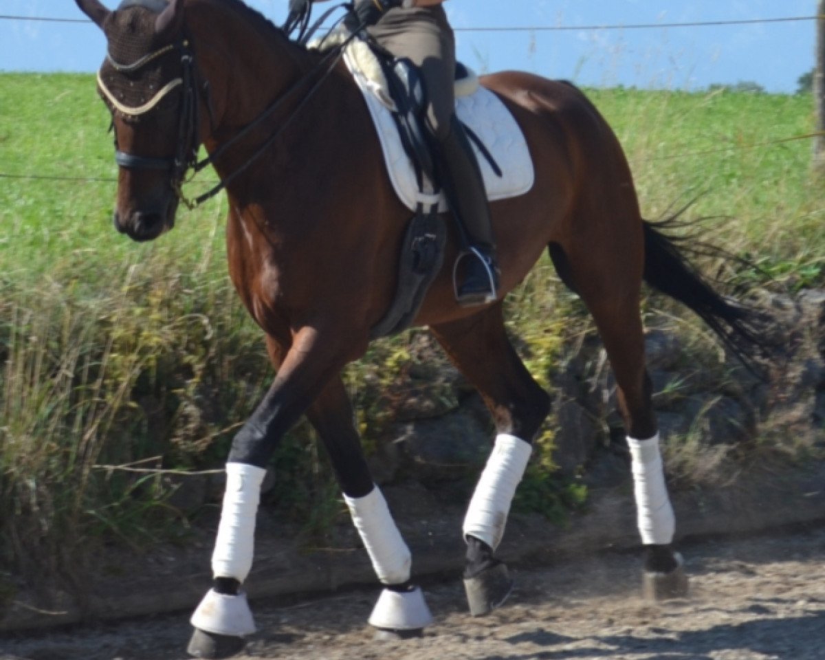 horse Quasi de Paul (Oldenburg, 2008, from Quinnus II)
