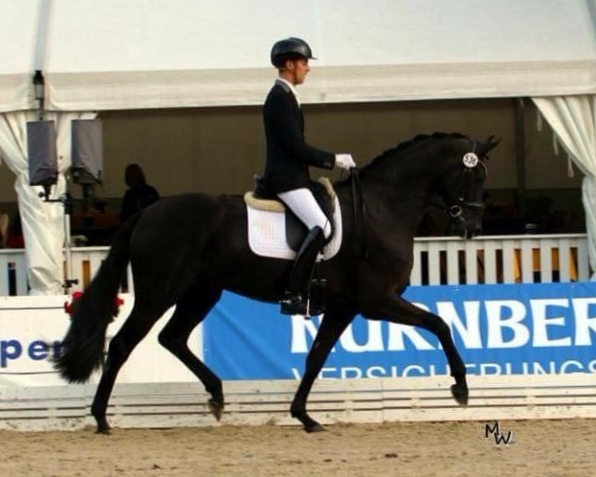dressage horse Fürst Oliver 2 (Hanoverian, 2012, from Fürstenball)