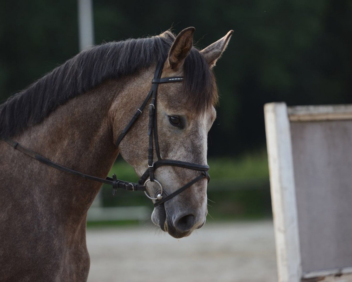 Springpferd Combleux DB (Westfale, 2012, von Camax L)