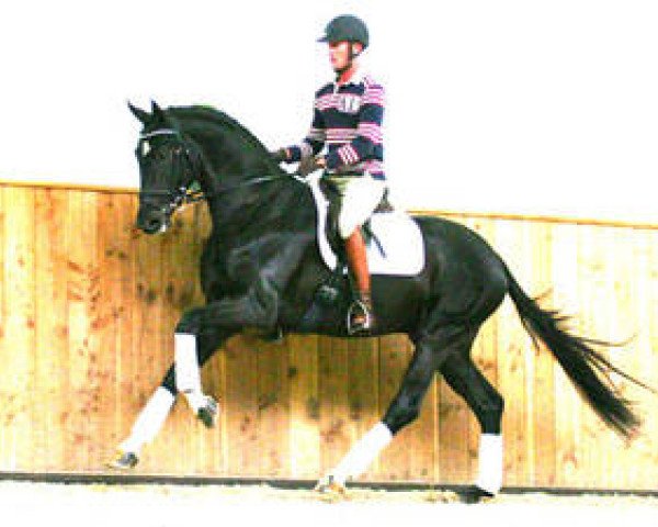Dressurpferd Salvator 31 (Oldenburger, 2007, von Sir Donnerhall I)