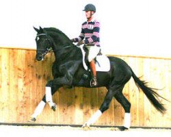 dressage horse Salvator 31 (Oldenburg, 2007, from Sir Donnerhall I)