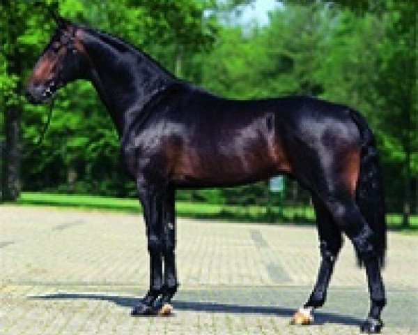 stallion Wittinger (KWPN (Royal Dutch Sporthorse), 2003, from Indoctro)