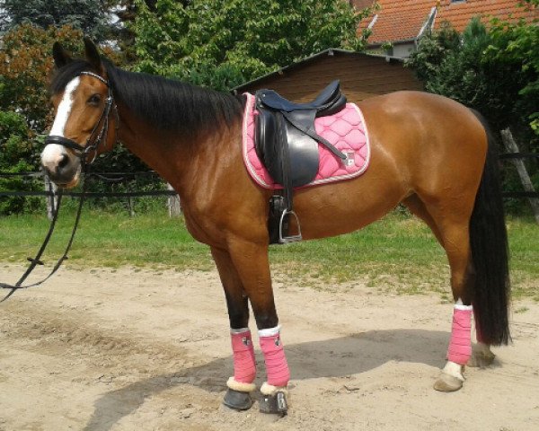 dressage horse First Chance H (Rhinelander, 2002, from Feuerblick) dressage horse First Chance H (Rhinelander, 2002, from Feuerblick)