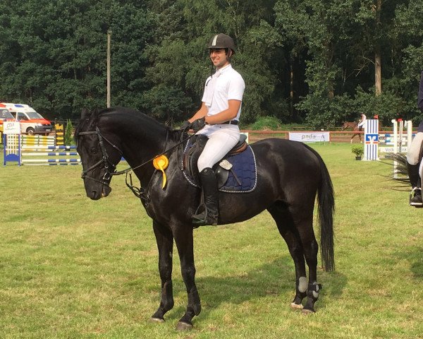jumper Blackpoint V (Westphalian, 2009, from Action-Pezi)