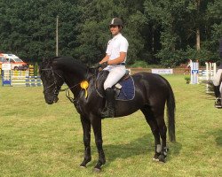Springpferd Blackpoint V (Westfale, 2009, von Action-Pezi)