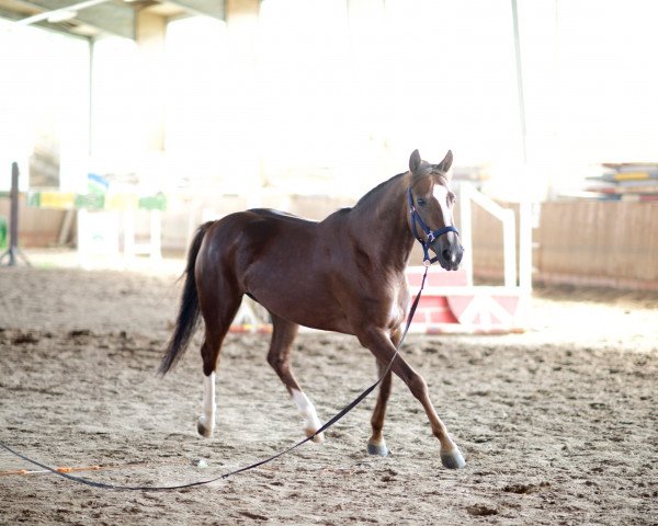 jumper Saphira 188 (German Riding Pony, 2009, from Sir Martino)