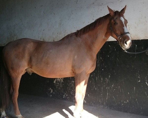 Pferd Tequila 39 (Oldenburger, 1993, von Tin Rocco)