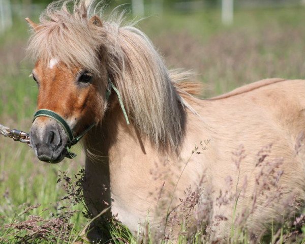 broodmare Gaya (Shetland pony (under 87 cm), 2010, from Xander v.d. Bekke)