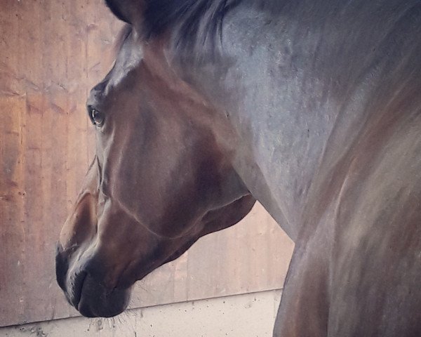 horse Peter (Oldenburg, 2009, from Desperados FRH)