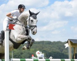 jumper Joy Ride 4 (Belgian Warmblood, 2009, from Der Senaat 111)
