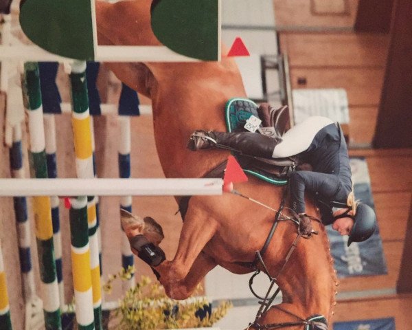 jumper Disteldream (Swiss Warmblood, 2011, from Distelzar)