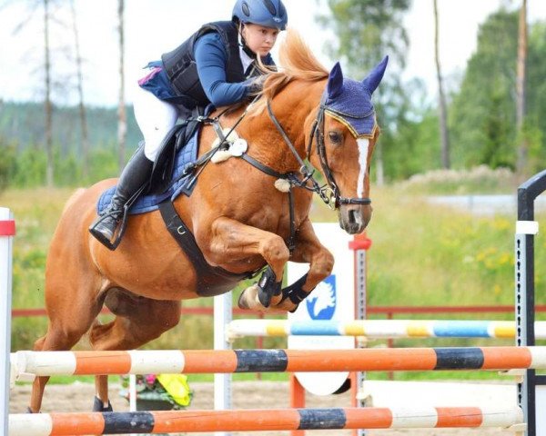 jumper Careltje E (Nederlands Rijpaarden en Pony, 1998, from Carl)