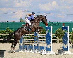horse Ichento van de Caatshoeve (Belgian Warmblood, 2008, from Shindler de Muze)
