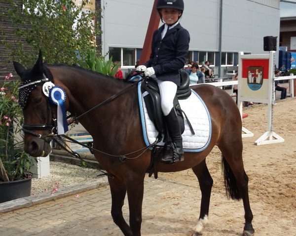 Zuchtstute Little Twist (Deutsches Reitpony, 2001, von Rocky Twist) Zuchtstute Little Twist (Deutsches Reitpony, 2001, von Rocky Twist)