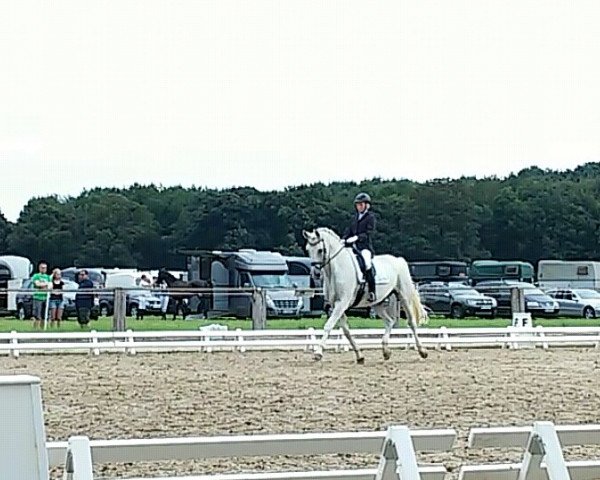broodmare Wendy Soraya (Mecklenburg, 1997, from Welt Hit II) broodmare Wendy Soraya (Mecklenburg, 1997, from Welt Hit II)