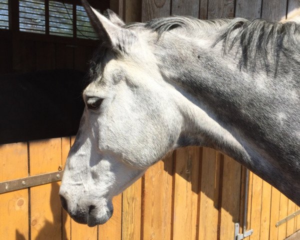 jumper Zarah R (KWPN (Royal Dutch Sporthorse), 2007, from Odermus R)