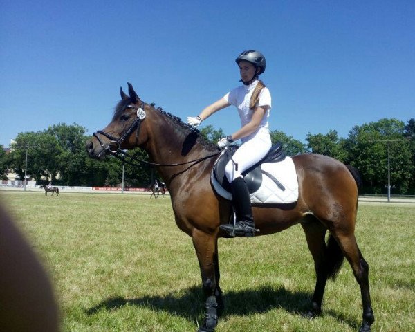 horse Leonardo F 2 (German Riding Pony, 1999, from Loriot)