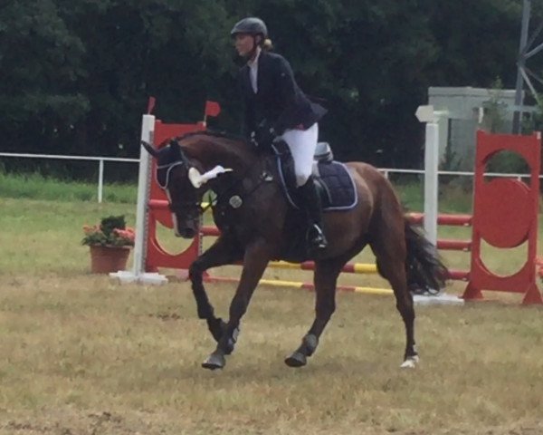 Springpferd Sir Schulze (Deutsches Sportpferd, 2012, von Stechlin 5)