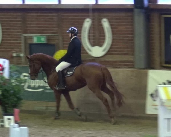 Reitturnier Köln-Leverkusen 2019