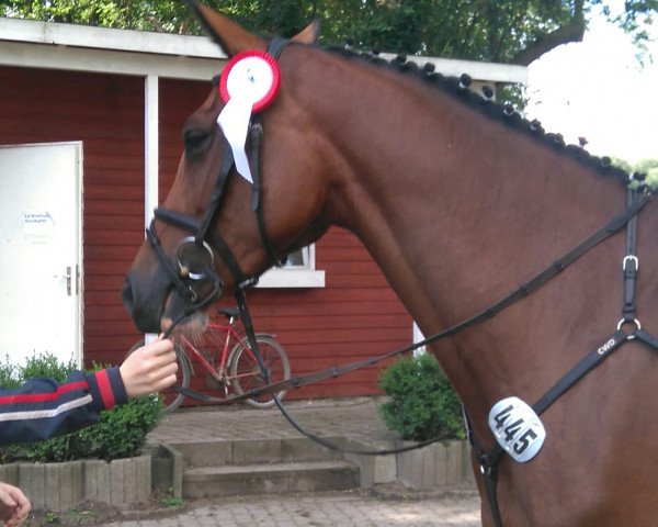 jumper Emilia-Carlotti (Holsteiner, 2012, from Casall Ask)