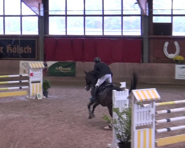 Reitturnier Köln-Leverkusen 2019