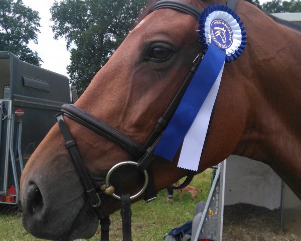 broodmare Valentina F (Hanoverian, 2009, from Valentino)