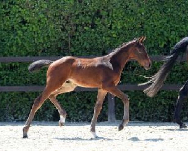 jumper Vancouver (German Sport Horse, 2016, from Vagabond de la Pomme)
