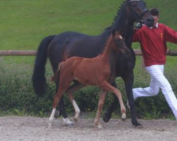 horse True Love (Württemberger, 2016, from Birkhof's Topas Fbw)