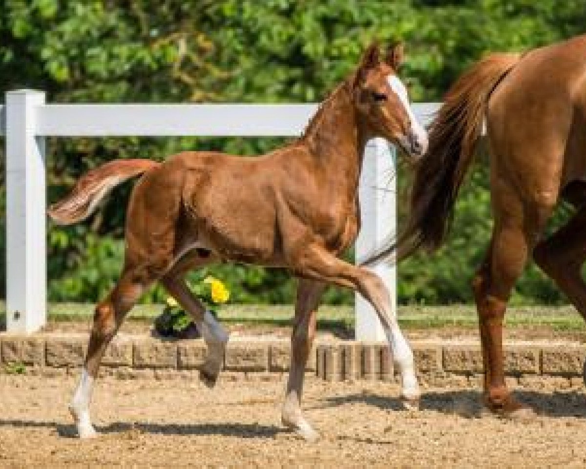 horse Santo Amaro GE (German Sport Horse, 2016, from Santo Domingo)