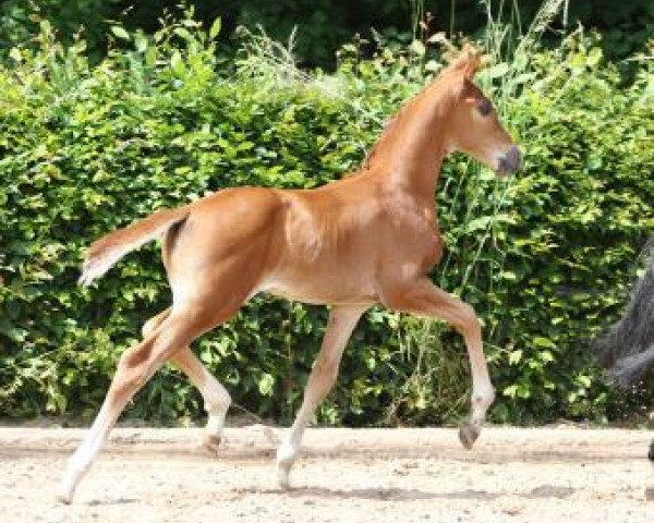 horse Southern Dream (German Sport Horse, 2016, from Santo Domingo)