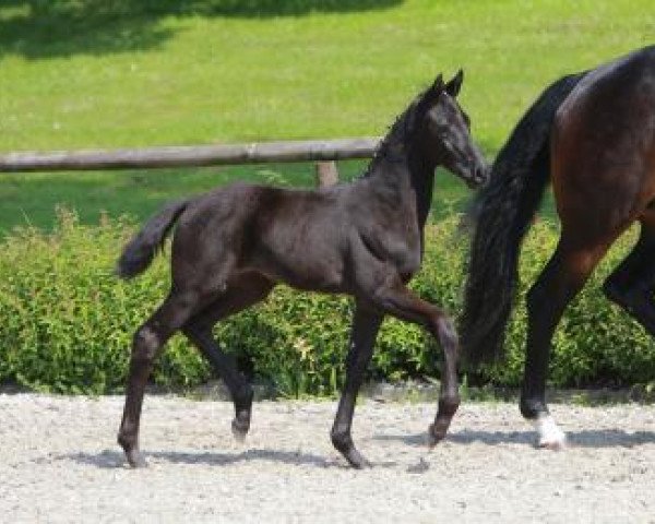 horse Release (Württemberger, 2016, from Rock for Me)