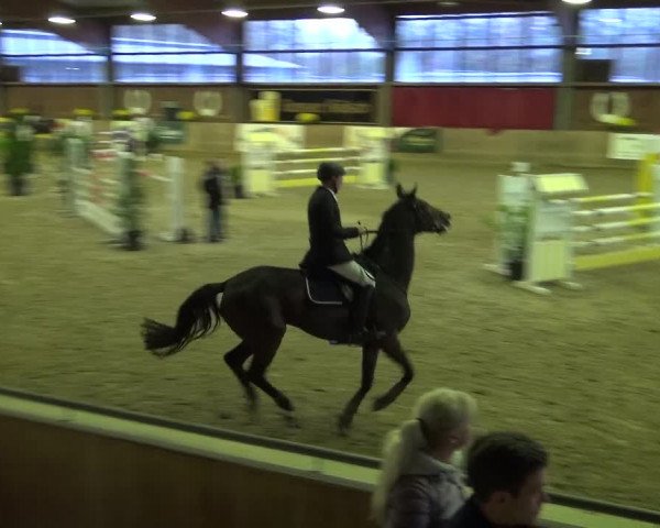 Reitturnier Köln-Leverkusen 2019