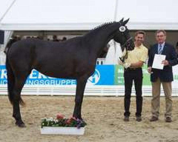 Pferd Quantanamera (Hannoveraner, 2013, von Quaterhall)