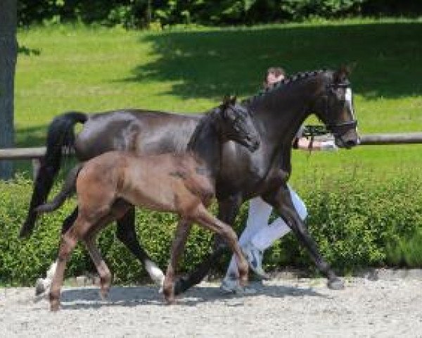 Pferd Merveilleux S (Württemberger, 2016, von E.H. Millennium)