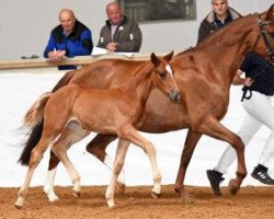 Pferd Legends and love (Bayer, 2016, von Londontime)