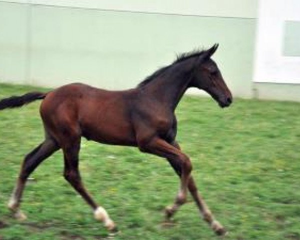 horse London´s Boy (German Sport Horse, 2016, from London)