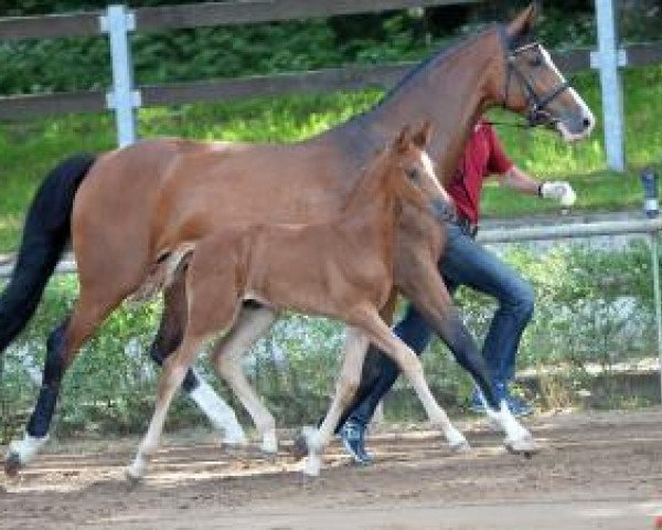 horse Ivel (German Sport Horse, 2016, from I'm Special de Muze)