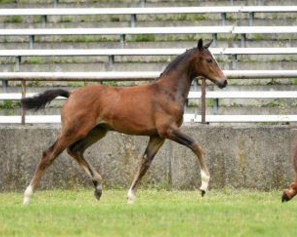 horse Goldmarie (Bavarian, 2016, from Goldberg)
