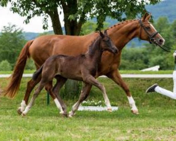 horse First choice HS (German Sport Horse, 2016, from Feedback 16)