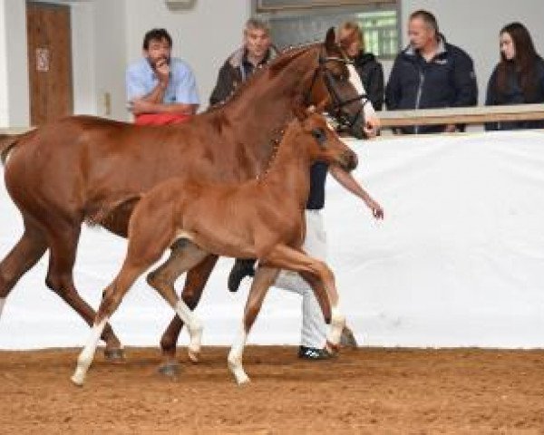 broodmare Florida Sun (Bavarian, 2016, from Tannenhof's Fahrenheit)