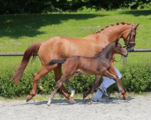 horse Fellini (Württemberger, 2016, from Tannenhof's Fahrenheit) horse Fellini (Württemberger, 2016, from Tannenhof's Fahrenheit)