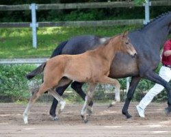 horse Eternity (German Sport Horse, 2016, from Escolar)