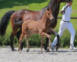 horse El Diabolo (German Sport Horse, 2016, from Escolar)