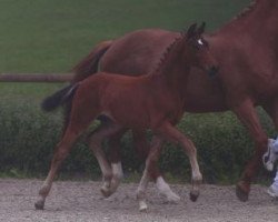 horse Dimitri (Württemberger, 2016, from Don Frederico)