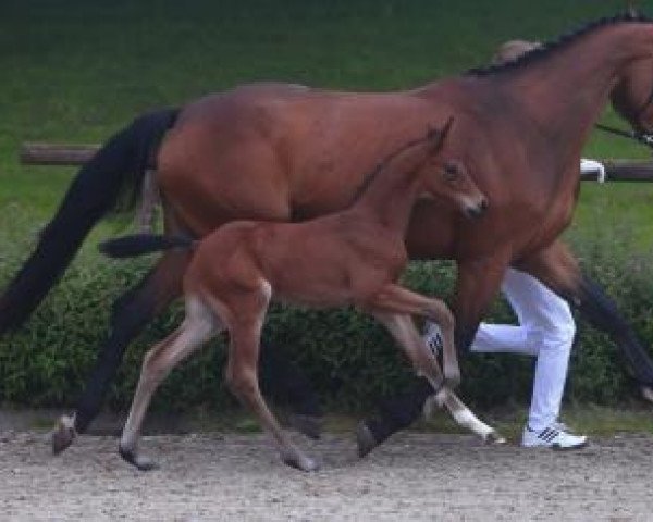 Pferd Dominator (Württemberger, 2016, von Diarado's Boy)