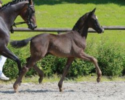 horse Diptam (Württemberger, 2016, from De Niro)