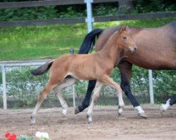 dressage horse Coco Loco (German Sport Horse, 2016, from Cordess 2)
