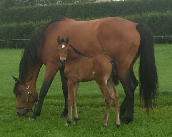broodmare Cinderella (Holsteiner, 2010, from Berlin)