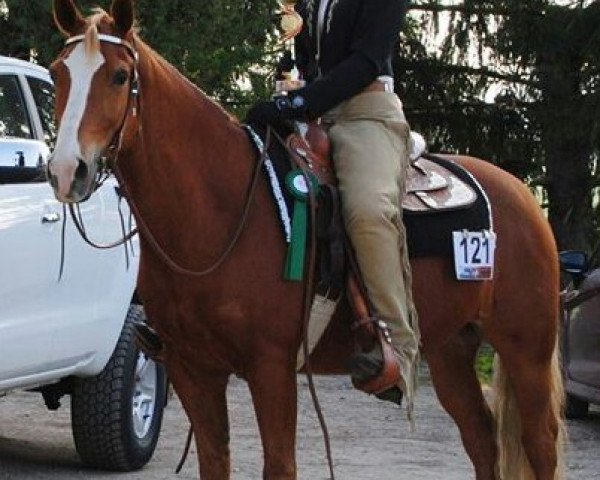 horse Chex San Badger (Quarter Horse, 1999, from Chex Enterprise)