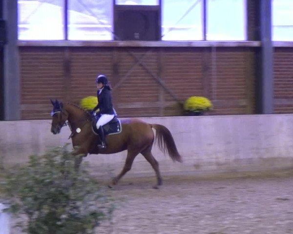 Reitturnier Köln-Leverkusen 2019